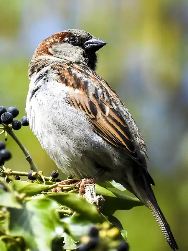 moineau sur branche d'arbre